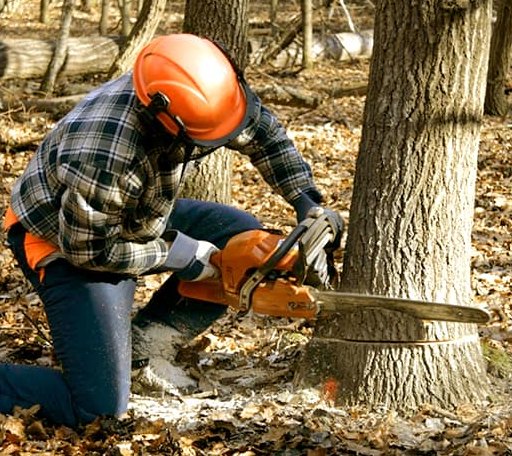 Tree Removal in Cherry Creek, SD